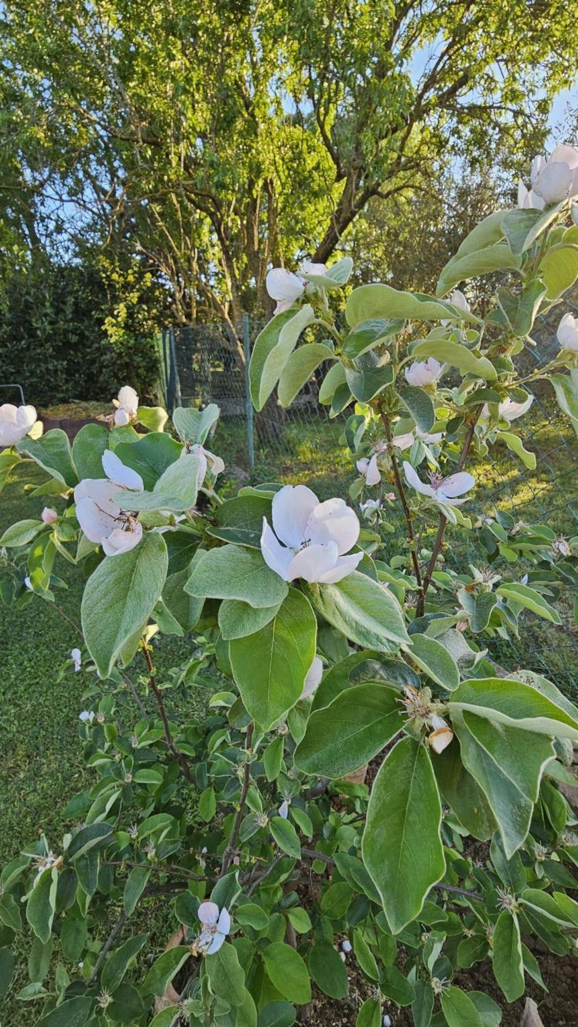Appartamento Da Vjeri Пула Экстерьер фото